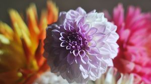 Preview wallpaper dahlia, bud, petals