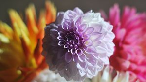Preview wallpaper dahlia, bud, petals