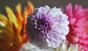 Preview wallpaper dahlia, bud, petals