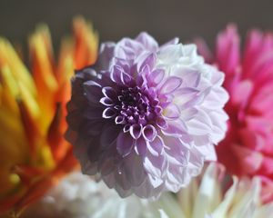 Preview wallpaper dahlia, bud, petals