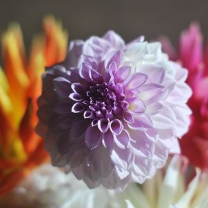 Preview wallpaper dahlia, bud, petals