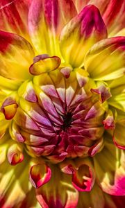 Preview wallpaper dahlia, bud, petals, close-up