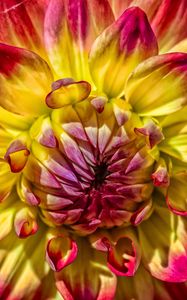 Preview wallpaper dahlia, bud, petals, close-up