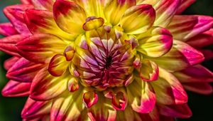 Preview wallpaper dahlia, bud, petals, close-up