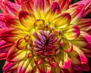 Preview wallpaper dahlia, bud, petals, close-up