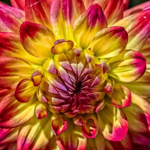 Preview wallpaper dahlia, bud, petals, close-up