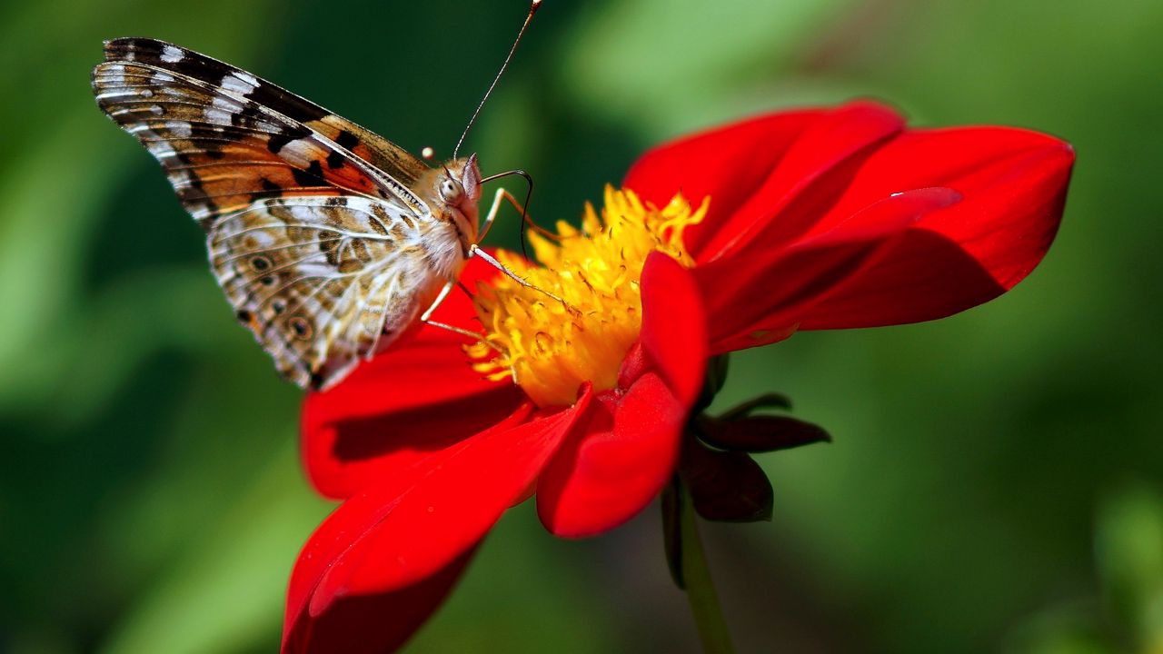 Wallpaper dahlia, butterfly, flower