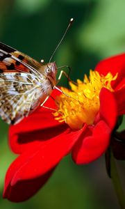 Preview wallpaper dahlia, butterfly, flower