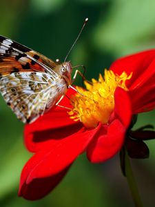 Preview wallpaper dahlia, butterfly, flower