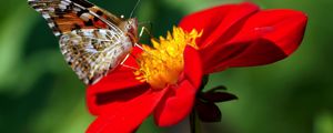 Preview wallpaper dahlia, butterfly, flower