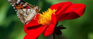 Preview wallpaper dahlia, butterfly, flower