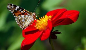 Preview wallpaper dahlia, butterfly, flower