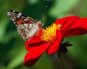 Preview wallpaper dahlia, butterfly, flower