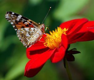 Preview wallpaper dahlia, butterfly, flower