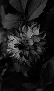 Preview wallpaper dahlia, bw, flower, petals