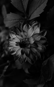 Preview wallpaper dahlia, bw, flower, petals