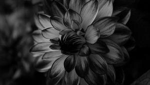 Preview wallpaper dahlia, bw, flower, petals