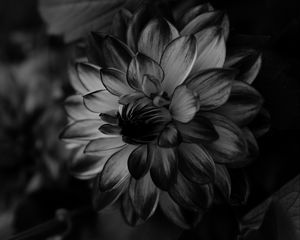 Preview wallpaper dahlia, bw, flower, petals