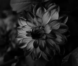 Preview wallpaper dahlia, bw, flower, petals