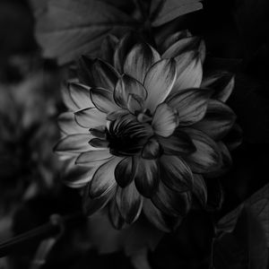 Preview wallpaper dahlia, bw, flower, petals