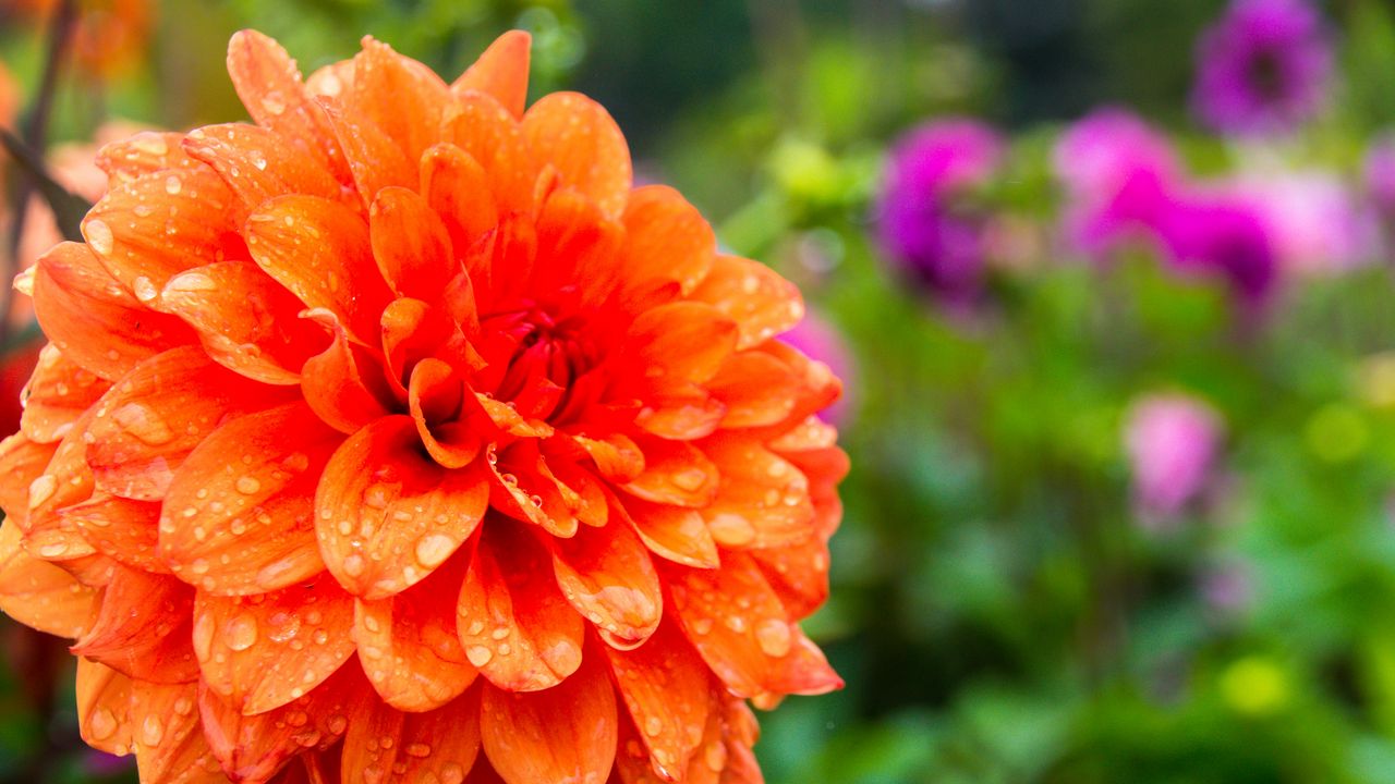 Wallpaper dahlia, drops, petals, orange, flower, macro