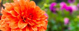 Preview wallpaper dahlia, drops, petals, orange, flower, macro