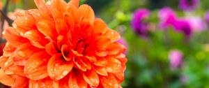 Preview wallpaper dahlia, drops, petals, orange, flower, macro