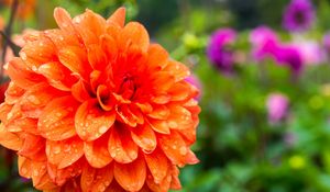 Preview wallpaper dahlia, drops, petals, orange, flower, macro