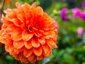 Preview wallpaper dahlia, drops, petals, orange, flower, macro