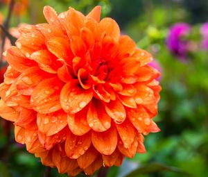 Preview wallpaper dahlia, drops, petals, orange, flower, macro