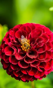 Preview wallpaper dahlia, flower, bee, red, macro, bloom