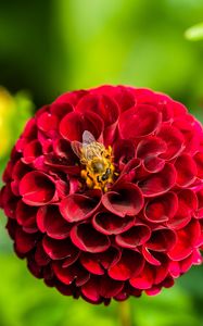 Preview wallpaper dahlia, flower, bee, red, macro, bloom