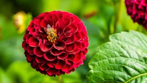 Preview wallpaper dahlia, flower, bee, red, macro, bloom