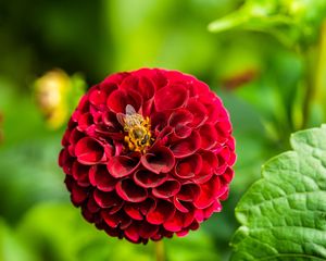 Preview wallpaper dahlia, flower, bee, red, macro, bloom