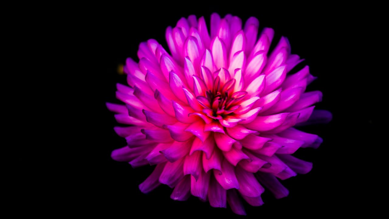 Wallpaper dahlia, flower, bloom, photoshop, black hd, picture, image