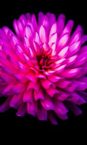 Preview wallpaper dahlia, flower, bloom, photoshop, black