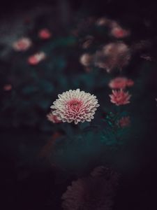 Preview wallpaper dahlia, flower, blur, bud, pink, petals