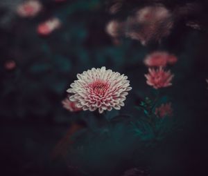 Preview wallpaper dahlia, flower, blur, bud, pink, petals