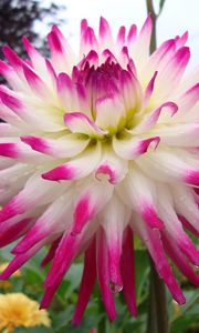 Preview wallpaper dahlia, flower, bright, wet, drop, flowerbed