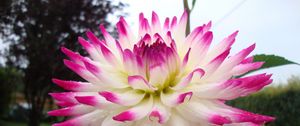 Preview wallpaper dahlia, flower, bright, wet, drop, flowerbed