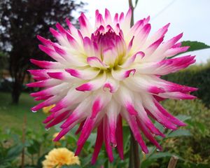 Preview wallpaper dahlia, flower, bright, wet, drop, flowerbed