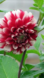 Preview wallpaper dahlia, flower, bud, stems, leaves