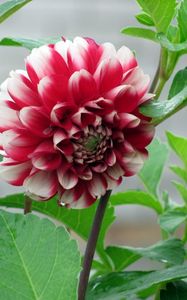 Preview wallpaper dahlia, flower, bud, stems, leaves