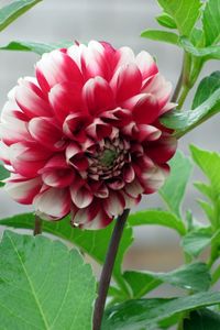 Preview wallpaper dahlia, flower, bud, stems, leaves