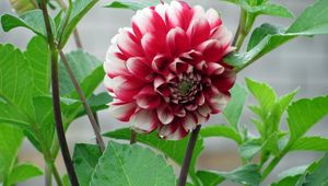 Preview wallpaper dahlia, flower, bud, stems, leaves