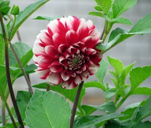 Preview wallpaper dahlia, flower, bud, stems, leaves