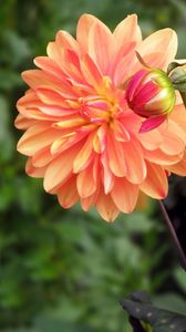 Preview wallpaper dahlia, flower, bud, flowerbed, blurred, close-up