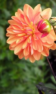 Preview wallpaper dahlia, flower, bud, flowerbed, blurred, close-up