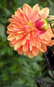 Preview wallpaper dahlia, flower, bud, flowerbed, blurred, close-up