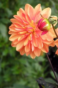 Preview wallpaper dahlia, flower, bud, flowerbed, blurred, close-up